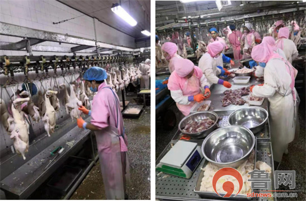 德州禹城市伦镇 四项强化举措守护“舌尖上的安全”，餐饮管理成效显著